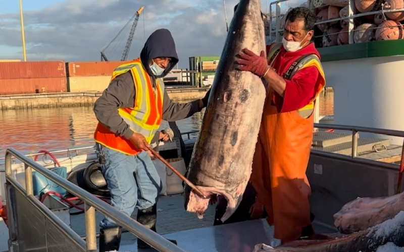 Hawaii longliners land swordfish under new MSC certification National